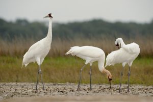 Read more about the article Thriving Against Adversity: The Majestic Whooping Crane’s Resilient Journey