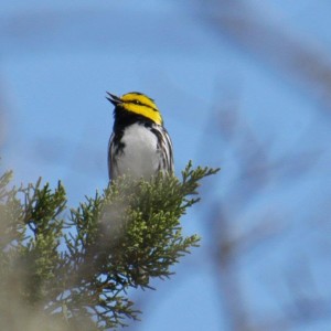 Elevating Experiences: Bird Surveys & Bird Banding