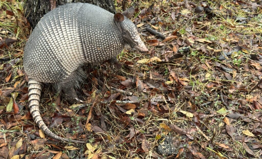Close-up of nine-banded armadillo looking at the camera