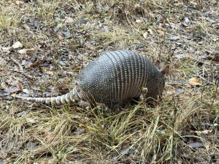 So Many Armadillos